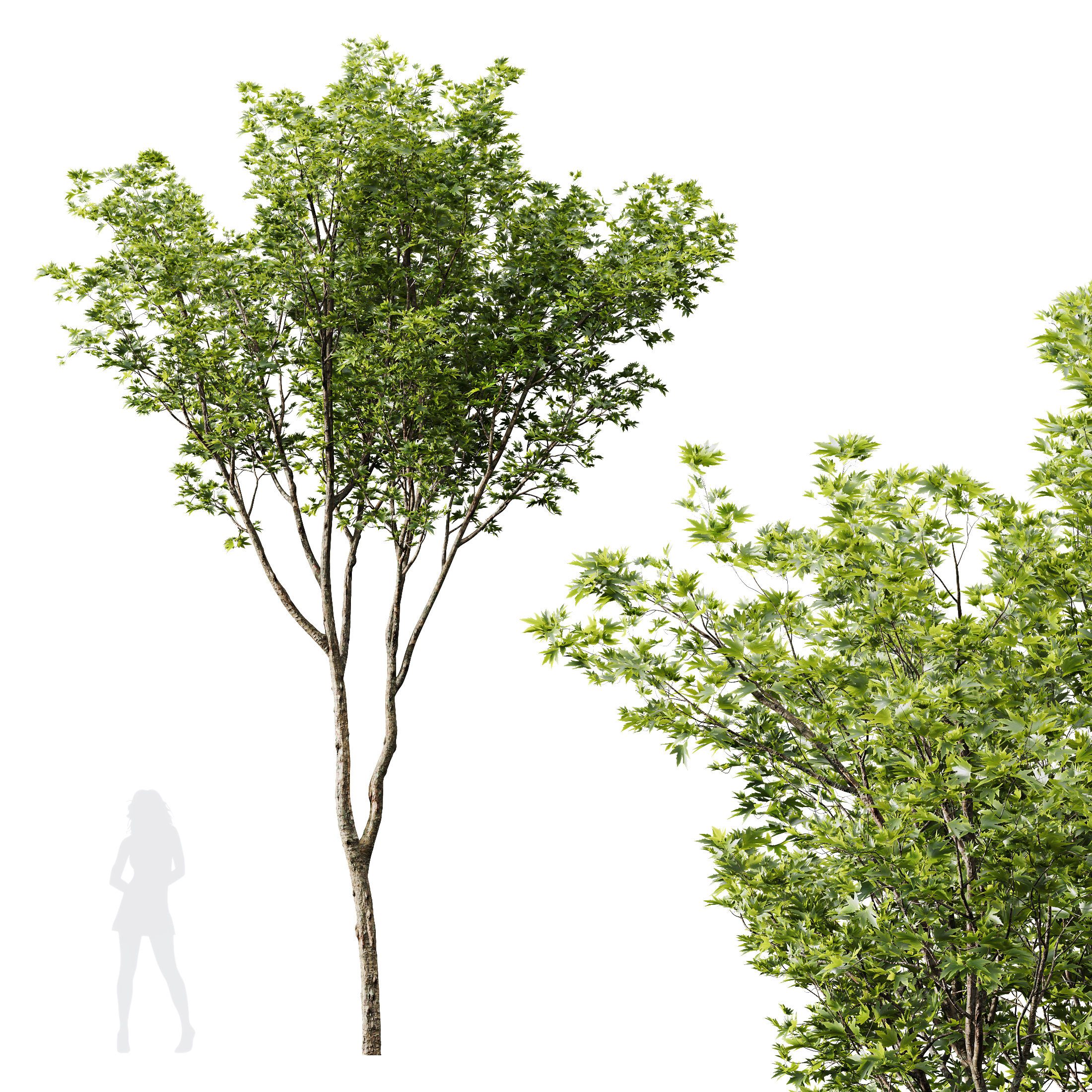 HQ Plants Acer Pseudoplatanus